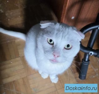 Отдам котов в хорошие руки