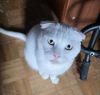 Отдам котов в хорошие руки
