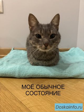 Милый кот ищет хозяев