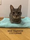 Милый кот ищет хозяев