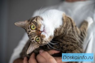 Салли ищет дом