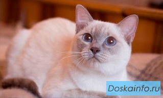 Найдена кошка