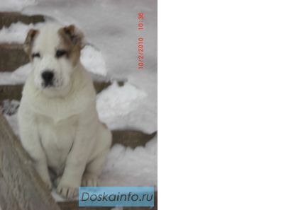 Щенки среднеазиатской овчарки. алабай