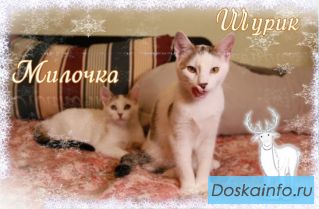 Шурик и Милочка ищут дом