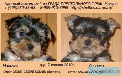Йоркширский терьер щенки продажа.