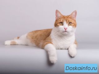 Кошечка Манюня ищет доброе сердце. 