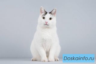 Котейка Андрейка ищет доброе сердце. 
