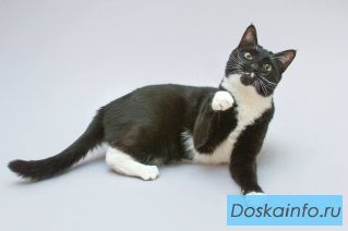 Кот Антошка ищет свою семью. 