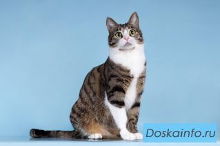 Кошечка Бонни ищет доброе сердце. 