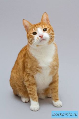 Кот Гарик ищет доброе сердце. 