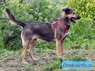 Бара — собака, которая слишком долго ждёт своего человека 