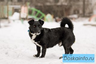 В хорошие руки отдадим симпатягу парня по имени Шнырек!