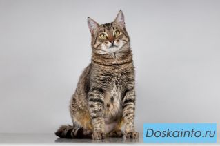 Красавица Карамель ищет дом.