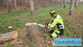 Профессиональные услуги арбориста в Краснодарском крае