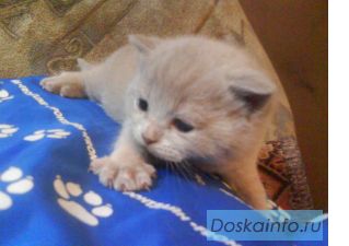 Британские  котята
