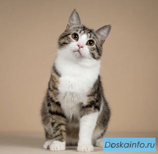 Котик Бенни ищет доброе сердце.