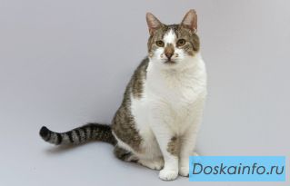 Котик Барсик ищет доброе сердце. 