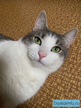 Молодой зеленоглазый  кот Федя в добрые руки!