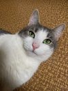 Молодой зеленоглазый  кот Федя в добрые руки!