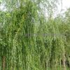 Уменьшенная картинка
