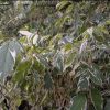 Уменьшенная картинка