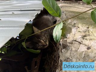 Котята