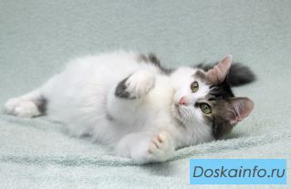 Кошечка Мю ищет доброе сердце.