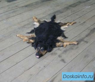 Избавимся от Вашего питомца