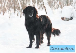 Гулдан: благородный великан с сердцем аристократа в поисках дома!