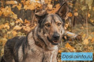 Ласковое солнышко Степашка ищет дом