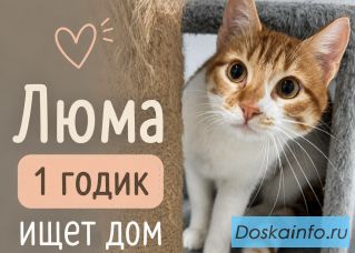 Москва и другие города! Рыжая Люма срочно ищет дом