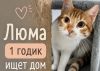 Москва и другие города! Рыжая Люма срочно ищет дом