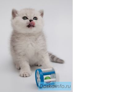 Продается котенок – британская шиншилла