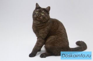 Котик Агат ищет доброе сердце