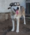 Пёс по кличке Тигр ищет любящего хозяина!