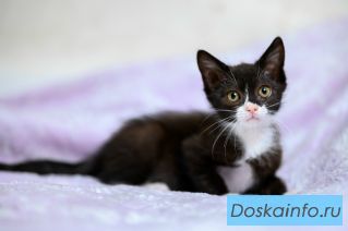 Малышок ищет дом