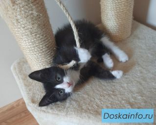 Котенок Тимоша в добрые руки