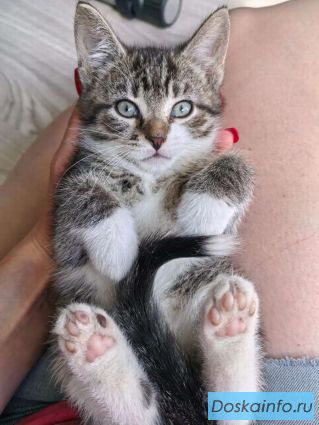 Очаровательные котята ищут дом!