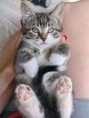 Очаровательные котята ищут дом!