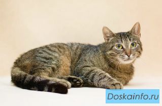 Мотя ищет своих маму и папу ????