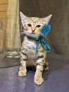 10 домашних котят метисов британки ищут свой дом