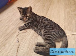 Марсик маленький полосатый котик-подросток очень ждёт своего человека