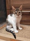 Темочка котик-подросток, в которого легко влюбиться с первого взгляда