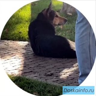 Кто сможет взять к себе в дом немецкую овчарку ? Потерялся ! Нужна помощь !