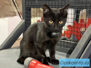 Черный котенок Марчелло ищет свой дом