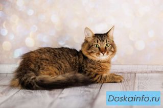 Егорка - ручной, ласковый, мурчливый котик в добрые руки!
