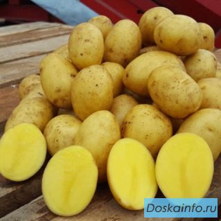 Реализуем картофель сорт Леди Клэр