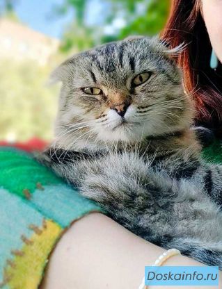 Надоевшая игрушка, шотландская кошечка Луша ищет дом