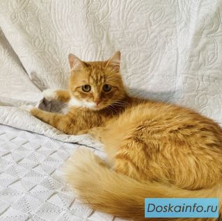 Кот в добрые ручки 