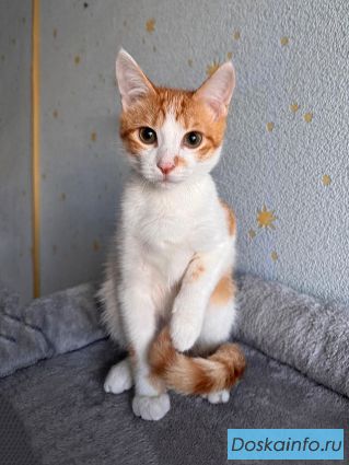 Тоша, маленький персиковый котенок, который ждёт своего человека